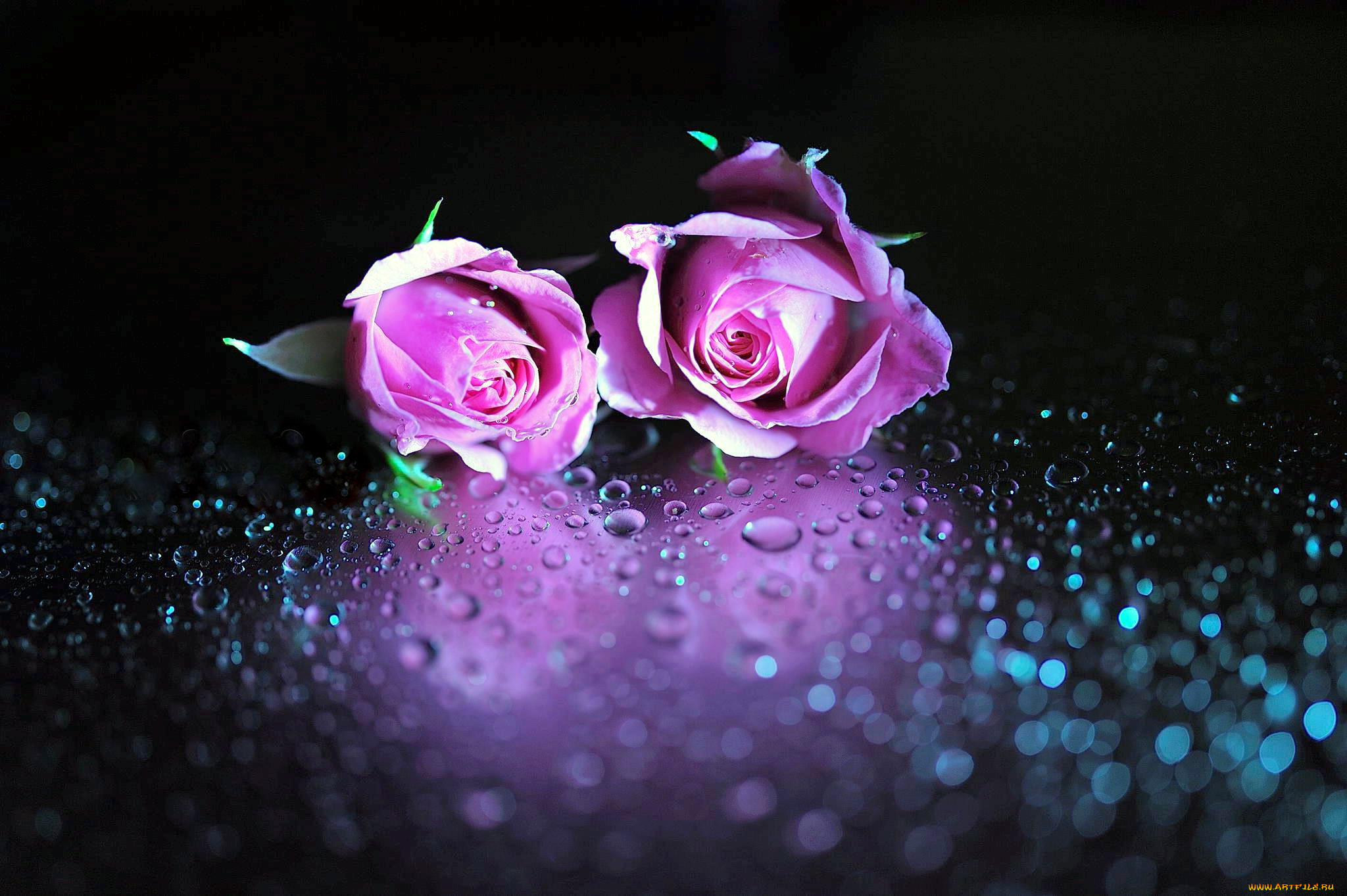 Фиолетовая роза с каплями